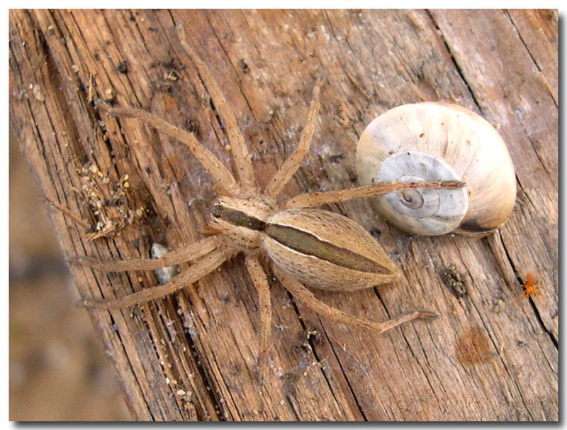 Due ragni (Micrommata sp.)  nella Sicilia meridionale